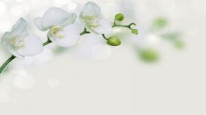 「お別れの会」ご案内